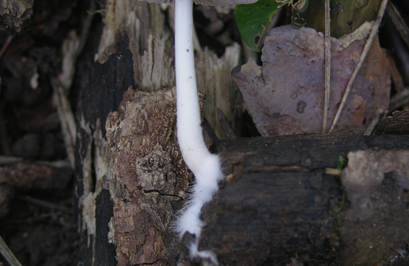 Psathyrella  e Lepiota sp.